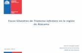 Focos Silvestres de Triatoma infestans en la región de Atacama · • Luego de una pesquisa realizada los días 1-2/10/2014 con 19 trampas, se detectó una ninfa de T. infestans