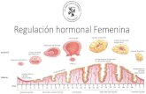 Regulación hormonal Femenina...2015/09/06  · hormonas y gametos Hormonas femeninas Hipotálamo Hipófisis Ovarios FSH LH Estrógenos Progesterona GnRH Regulación Hormonal Fase