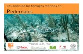 Situación de las tortugas marinas en PedernalesHábitatde Parque Nacional Jaragua alimentación Jaragua-CaboRojo 1 3 2 4 5 6 •Profundidad: 15 m •Arrecifes de coral y pastos 7