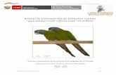 Estado de Conservación de Primolius couloni guacamayo ...old.sernanp.gob.pe/sernanp/archivos/biblioteca/publicaciones/LOROS_DGANP.pdfLoreto, Peru. September to December – 2007.