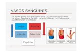 VASOS SANGUINIS. - XTEC · VASOS SANGUINIS: Capil·lars Fan possible l’intercanvi metabòlic entre la sang i els teixits. Són els vasos sanguinis més petits, el seu diàmetre