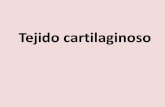 El tejido cartilaginoso es un tejido avascular …...El tejido cartilaginoso es un tejido avascular compuesto por: • condrocitos • matriz extracelular (95%) – Sólida Capacidad