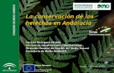 La conservación de los helechos en Andalucía · 2014-07-15 · 2004-2010 Seguimiento, control y evaluación de las poblaciones y actuaciones. Desarrollo protocolos de propagación.