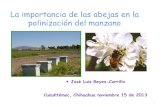 La importancia de las abejas en la polinización del manzanoP. S. 2013). La... · •Las abejas de la colmena desaparecen bruscamente y la causa es desconocida •De 1971 al 2006