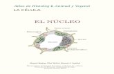 Atlas de Histología Animal y Vegetalmmegias.webs.uvigo.es/descargas/atlas-celula-04-nucleo.pdf · localizar en la parte basal de la célula y en las musculares esqueléticas se dispone