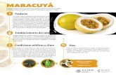 MARACUYÁ · 2019-10-14 · Producto Establecimiento del cultivo MARACUYÁ Es una fruta redonda y pequeña de piel resistente que se arruga cuando está madura, adoptando una coloración