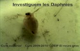Investiguem les Daphnies - XTEC · Cambra de reproducció Hem observat que hi ha daphnies que porten els ous o les cries dins seu, a l’esquena. Hem llegit que les femelles tenen