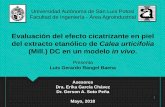 Evaluación del efecto cicatrizante en piel del …...Universidad Autónoma de San Luis Potosí Facultad de Ingeniería - Área Agroindustrial Evaluación del efecto cicatrizante en