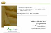COORDINACION Angélica Fuentes Colaboradora Ågricipotato.org/wp-content/uploads/congreso ecuatoriano 2... · 2017-05-04 · PROYECTO AGRIPAPA “DESARROLLO DE VARIEDADES, SEMILLAS