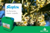 En floración, mayor cuajadoagropaz.net/wp-content/uploads/2018/08/PS_Siapton_floracion.pdfEn floración, mayor cuajado. Title: PS_Siapton_ayuda.indd Created Date: 3/22/2012 4:33:18