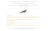 Halcón peregrino – Falco peregrinus Tunstall, 1771 Iñigo ... · El halcón peregrino es considerado como el vertebrado más veloz del planeta, habiéndose estimado la velocidad