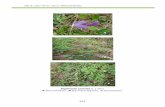 Tephrosia cinerea B legumbre/legume; C planta/plant. · Más & Lugo-Torres, 2013. Malezas/Weeds 332 . Tephrosia cinerea (L.) Pers. . A flores/flowers; B legumbre/legume; C planta/plant..