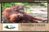 ORANGUTANS - s3-eu-west-1.amazonaws.com · Orangutans. You can also visit the small museum made by the scientist Dr. Birute Galdikas. At the end of observing the orangutans in this
