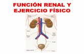 FUNCIÓN RENAL Y EJERCICIO FÍSICOacademia.utp.edu.co/basicasyaplicadas/files/2019/11/15...2019/11/15  · Al reducirse el flujo sanguíneo renal con el ejercicio también disminuye
