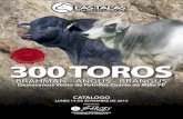 300 TOROS - elrodeo.com.py · Los toros son libres de Brucelosis, Tuberculosis, Fiebre Aftosa. Fueron vacunados contra Carbun-clo sintomatico y bacteridiano, rabia, y enferme-dades
