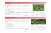 アワボスゲ Carex brownii Tuck. - Shizuoka Prefecture · アワボスゲ Carex brownii Tuck. 静岡県カテゴリー 絶滅危惧ⅠB類（EN）>&0[ ó>+ q r>' f ¥ î » Ö