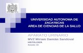 APARATO URINARIO · 2009-05-26 · APARATO URINARIO MVZ Miriam Damián Sandoval HISTOLOGÍA Sesión 15. COMPONENTES El sistema urinario consta de: