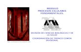 DIVISION DE CIENCIAS BIOLÓGICAS Y DE LA SALUD COORDINACIÓN DE …cbs1.xoc.uam.mx/licenciaturas/comun/docs/modulo_II.pdf · 2010-08-25 · de importancia la influencia de los factores