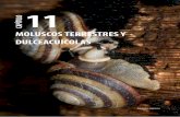 MOLUSCOS TERRESTRES Y DULCEACUÍCOLASrepositorio.geotech.cu/jspui/bitstream/1234/1454/12/168...constituyen la clase más diversa dentro de los moluscos con aproximadamente 150 000