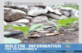 Tecnología agrícola de riego por BOLETíN INFORMATIVO · Tecnología para mejorar producción de rosas en San marcos. Vivero especies forestales. Foto: ©FAO/Ogden rodas guatemala