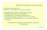 Limitação das plantas sem sistema vascular: TAMANHOuenf.br/cbb/lbt/files/2019/07/Plantas-vasculares-Filos... · 2019-07-26 · Plantas vasculares sem sementes Recordando aula anterior: