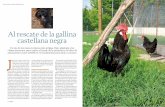 Al rescate de la gallina castellana negra · gallinas y tenerlas como mascota en el backyard (el patio de toda la vida pasado por el urbanismo en adosados), la gallina puede resurgir