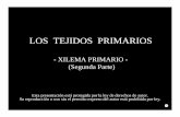 LOS TEJIDOS PRIMARIOS - Botánica en Líneabotanicarum.weebly.com/.../54762723/035_los_tejidos... · LOS TEJIDOS PRIMARIOS - XILEMA PRIMARIO - (Segunda Parte) Esta presentación está