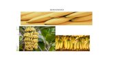 connectamericas.com€¦ · Web viewLas ventajas del banano radican en que es rico en minerales como el potasio, además contiene vitaminas del complejo B, ácido fólico y como todas