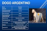 Dogo argentino - Fédération Cynologique Internationale · Es un perro atlético, meso morfo, normo tipo, de proporciones armónicas. De poderosa musculatura, es ágil, su aspecto