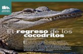 Cocodrilo de pantano (Crocodylus moreletii) regreso de los ...€¦ · cocodrilo que cebó su intento ante la despavorida huida del incauto. Actualmente no son los biólogos sino