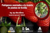 Patógenos asociados a la muerte de plantas de frutillainia.uy/Documentos/Públicos/INIA Salto Grande/2018... · Incidencia de los agentes causales de la muerte de plantas de frutilla