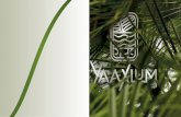 WELCOME [storage.googleapis.com] · es Tierra Verde, es un proyecto sustentable que ha tomado como fuente de inspiración a la naturaleza mágica de Tulum y su entorno. ... • Bar
