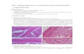 TPH5 - TRABAJO PRÁCTICO Nº 5: TEJIDO …Tejido nervioso : Identificar la piamadre (TCCD con fibrocitos) en contacto con la superficie del órgano. Diferenciar SG (periférica) y