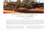 Pistacho ecológico: el oro verde - Castilla-La Mancha · ros de julio hasta finales de septiembre, es decir, en pleno movimiento de la savia. El tipo de injerto más utilizado y