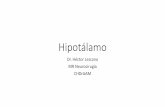 Hipotálamo · 2020-04-23 · óptico y los cuerpos mamilares •Cuerpos Mamilares: estructuras pares que forman la porción posterior del hipotálamo •Infundíbulo: prolongación