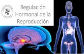 Regulación Hormonal de la Reproducción · Regulación Hormonal de la Reproducción •Comprender el concepto de hormona. •Analizar la regulación hormonal en el sistema reproductor