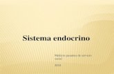 Sin título de diapositiva - SISTEMA ENDÓCRINO...Se compone de células endocrinas aisladas, tejido endocrino y glándulas endocrinas. Las glándulas endocrinas representan, junto
