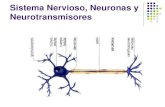 Sistema Nervioso, Neuronas y Neurotransmisores€¦ · Sistema Nervioso, Neuronas y Neurotransmisores . Sistema Nervioso Propiedad básica de los seres vivos: ser irritables. Responden