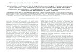 Detección Molecular de Fitoplasmas en Nopal Tunero ...scielo.unam.mx/pdf/rmfi/v30n1/v30n1a7.pdf · México, en el cultivo de nopal tunero (Opuntia ficus-indica) se ha reportado una