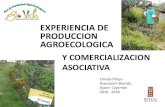 EXPERIENCIA DE PRODUCCION AGROECOLOGICAcesa.org.ec/wp-content/...Erlinda-Pillajo_BIOVIDA.pdf · EXPERIENCIA DE PRODUCCION AGROECOLOGICA Erlinda Pillajo - Asociación Biovida. Ayora-