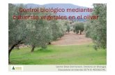 Control biológico mediante cubiertas vegetales en el olivar · olivar es una herramienta eficaz para combatir la erosión, aumentar el contenidoenMOy fomentar labiodiversidad Reduce