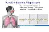 Función Sistema Respiratorio - GrimangaLa traquea y bronquios están compuestos por cartilagos y se mantienen abiertos en todo momento La pared de los bronquiolos contiene músculo