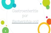 por Gastroenteritis · 2018. 10. 26. · Gastroenteritis por Escherichia coli. Bacteriología y Micología Grupo: 1301 Profesor: Juan Antonio Montaraz Crespo-Garrido Soria Olga Angélica-Lluck