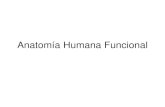 Anatomía Humana Funcionalsd79af683817d7632.jimcontent.com/download/version/1403781619/… · conocemos varias regiones del cuerpo humano con sus correspondiente términos anatómicos.