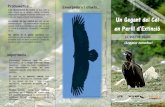 EL VOLTOR NEGRE (Aegypius monachus) - UAB …El Projecte de Reintroducció Del Voltor Negre a Catalunya el realitzen diverses entitats i fundacions en les quals destaquen GREFA, Trenca