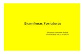3.- Gramineas Forrajeras [Modo de compatibilidad]praderasypasturas.com/.../03-Gramineas-Forrajeras.pdf · Superficie de Praderas en Chile INE, 1997 Censo Agropecuario ha x 1000 %