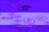 CIANOBACTERIASmail.mvbiosoluciones.com/assets/05cianobacterias.pdf · 2016. 9. 5. · Las cianobacterias aportan proteínas, aminoácidos, minerales, pigmentos, vitami-nas, polisacáridos,