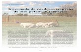 Invernada de corderos en áreas de alto potencial forrajero · 10 Comunicaciones - Publicación del Valle Inferior - ABRIL 2011 - Año 21 - N° 66 C PRODUCCIÓN OVINA Invernada de