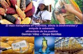 El maíz transgénico en Colombia, afecta la …...Domesticación del maíz en Mesoamérica 10.000 años de mejoramiento colectivo, por miles de generaciones de agricultores Teocintle