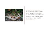 INFORME: Recuperación de Madera De Árboles Caídos Post-Huracán IRMA Y … · 2019. 12. 5. · Los huracanes Irma y María dejaron miles de árboles caídos en las calles, patios,